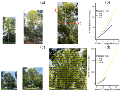 Change in crown architecture with tree size summarized by reproduction height $H_r$, crown diameter $C$, and crown shape $\rho$. (a) and (c) illustrate crown changes from small to large trees for Pinus taeda and Quercus falcata, respectively. (b) and (d) show how crown surface area ($C_{SA}$) accumulates with depth into the crown from tree height $z = 0$ (top of the tree) to the base of reproductive crown at $z = H_r$ for trees shown in (a) and (c), respectively. Curvature in (b) and (d) correspond to crown depths where flattening occurs. More examples in Fig. S2. Photo credits: Tong Qiu.